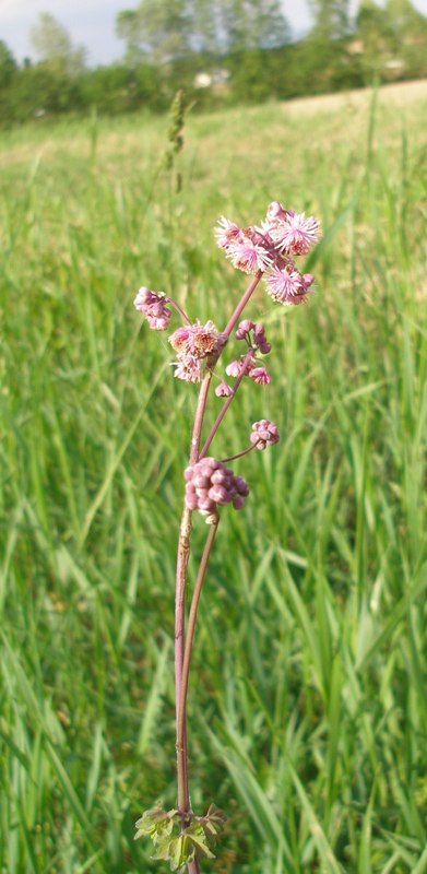 Thalictrum aquilegiifolium  ( Ranunculaceae)